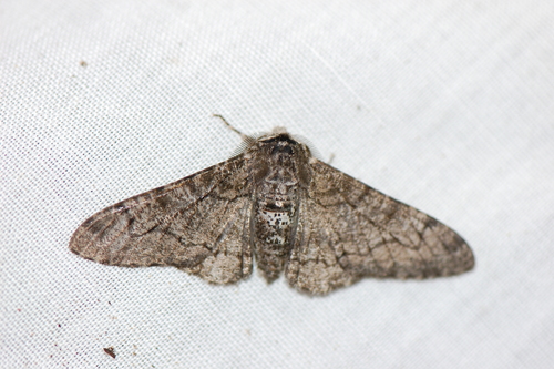 Peppered moth