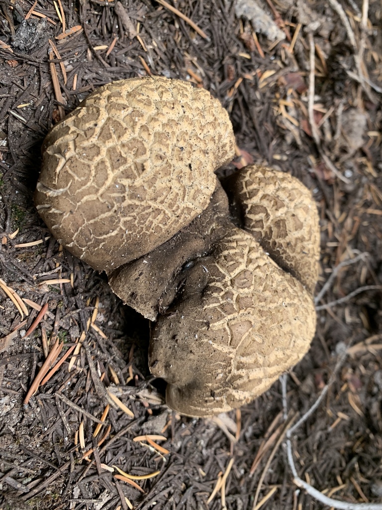 Bitter Boletes from Yosemite National Park, Groveland, CA, US on ...