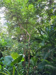 Erythroxylum brevipes