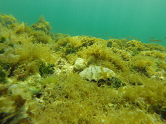 Nodipecten subnodosus