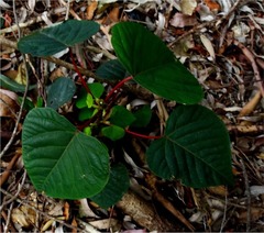 Homalanthus populifolius