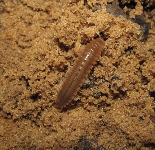 Gonoessa