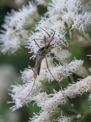 Toxorhynchites rutilus septentrionalis