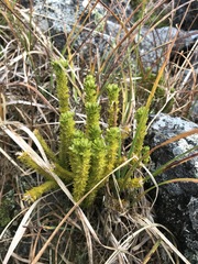 Huperzia appressa