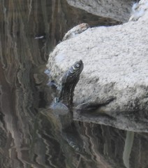 Graptemys pseudogeographica kohnii