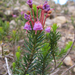 Pink Mountainheath - Photo (c) Gravitywave, some rights reserved (CC BY-NC-SA)