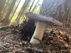 Russula benwooii