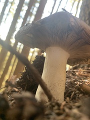 Russula benwooii