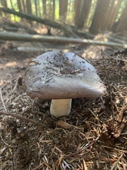Russula benwooii