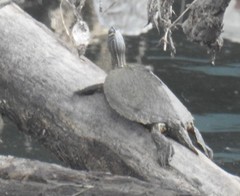Graptemys pseudogeographica kohnii