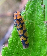 Pawiloma multilunatula