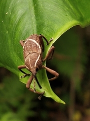 Cryptoderma formosense