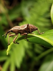 Cryptoderma formosense
