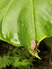 Cryptoderma formosense