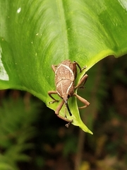 Cryptoderma formosense