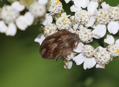 Homaemus
