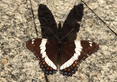Limenitis arthemis rubrofasciata