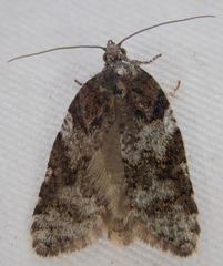 Acleris gloveranus