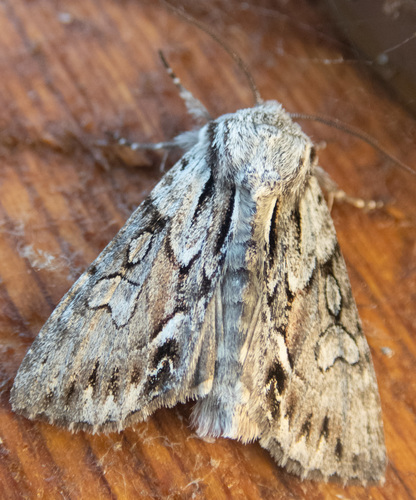 Summer Hyppa Moth
