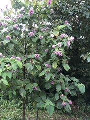 Clerodendrum macrostegium