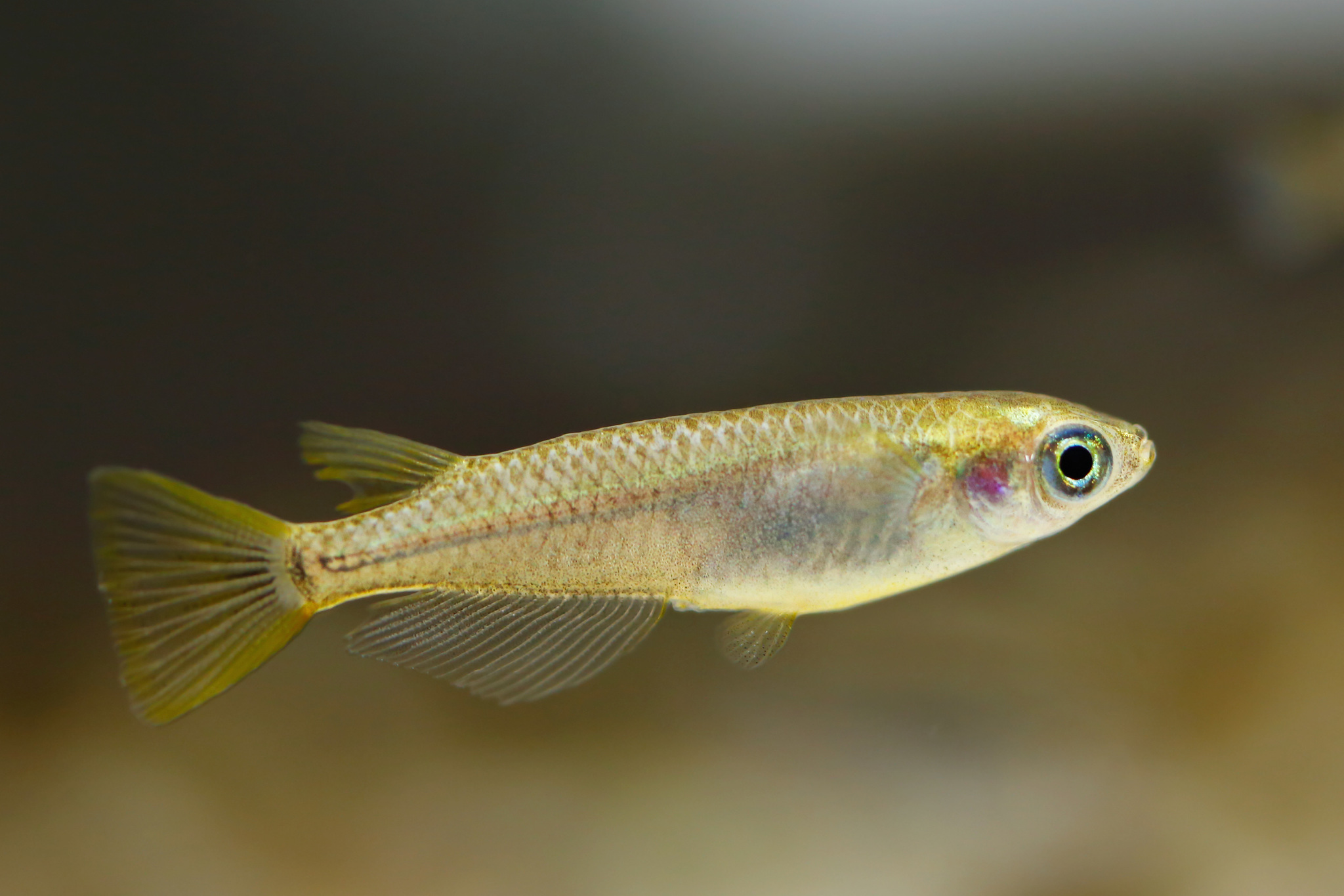 Japnense Rice Fish Japanese Rice Paddy Fish