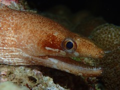 Gymnothorax zonipectis