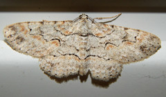 Iridopsis defectaria
