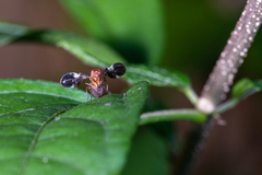 Delphinia picta