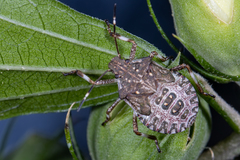 Halyomorpha halys