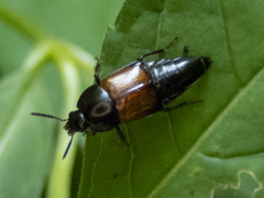 Tachinus fimbriatus