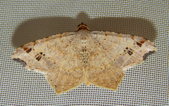Macaria notata