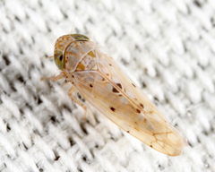 Atanus perspicillatus