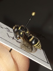 Ancistrocerus waldenii
