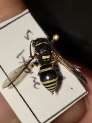 Ancistrocerus waldenii