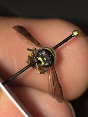 Ancistrocerus waldenii