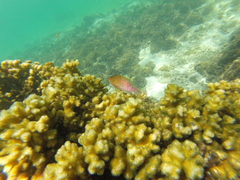 Cirrhitichthys oxycephalus