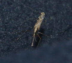 Anopheles franciscanus