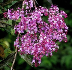 Epidendrum nanegalense