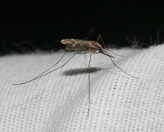 Anopheles franciscanus