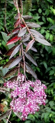 Epidendrum nanegalense