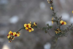 Dillwynia ramosissima
