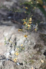 Dillwynia ramosissima