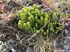 Huperzia appressa
