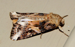 Spodoptera ornithogalli