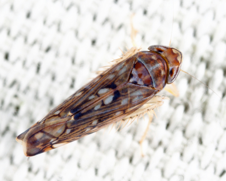 Scaphoideus immistus