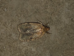 Agonopterix thelmae