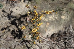Dillwynia ramosissima