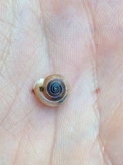 Daedalochila mooreana