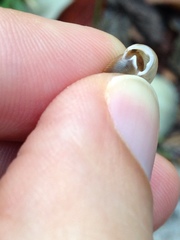 Daedalochila mooreana