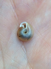 Daedalochila mooreana